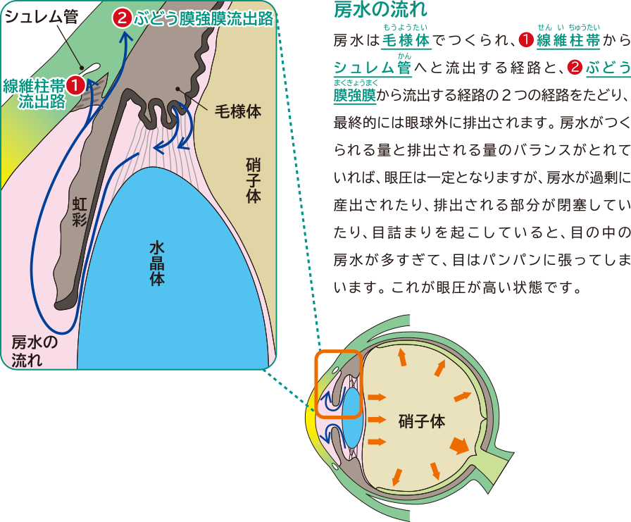 画像:房水の流れ